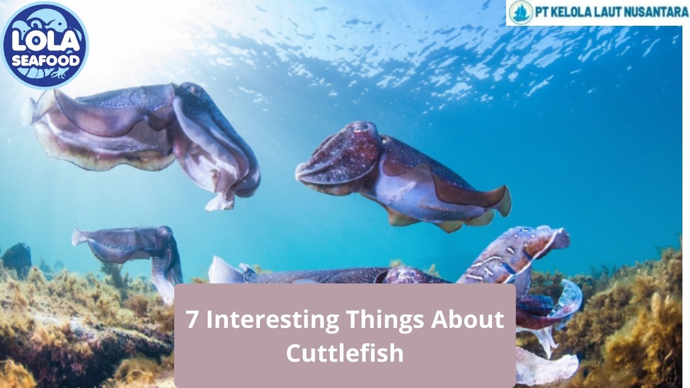 7 Interesting Things About Cuttlefish